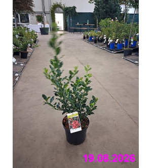 Ilex meserveae 'Magical Amore Rosso'® C 2,5 L